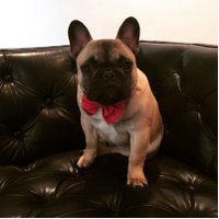 Chunki Frenchie (@frenchie_chunki) 's Twitter Profile