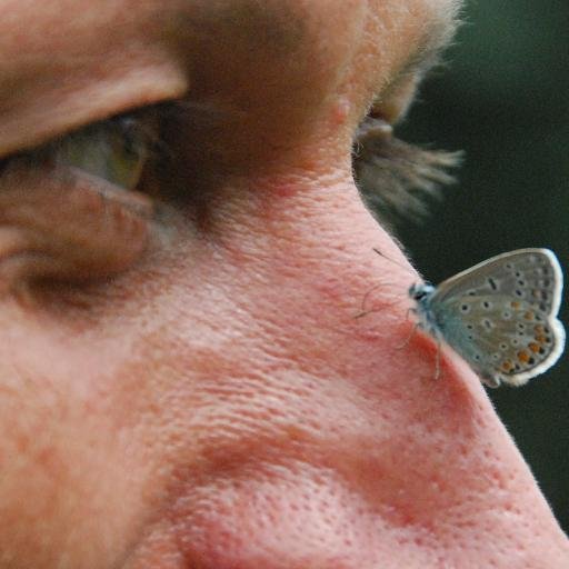 Ja, der Schmetterling saß da wirklich!
Like und Zitat bedeuten nicht notwendig Zustimmung. Könnte 'gesehen' heißen, oder mich auch zum Nachdenken gebracht haben