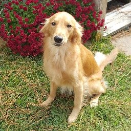 Therapy dog with Faithful Paws