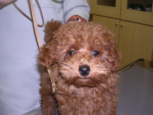 あかね動物病院の受付犬ohanaです。
 ohanaはハワイ語で家族という意味です☆ohanaは受付でお仕事？してたので犬や猫の病気には詳しい筈です。日立台サッカー場側なのでもちろん柏レイソルサポーター。FMTOWNS時代からのゲーマー　好きな歌　玉置浩二｢メロディ｣　スターダストレビュー｢木蓮の涙｣