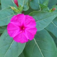 fatma kara (@fatmakara12312) 's Twitter Profile Photo