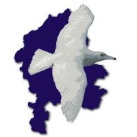 Staffs Bird News(@Staffsbirdnews) 's Twitter Profile Photo