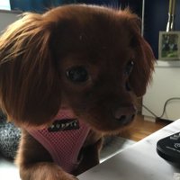 HazeltheCavapoo(@CavapooHazel) 's Twitter Profile Photo