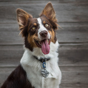 we really love #dogs ▽・ω・▽~ Certified professional reward based #dogtraining in southwest Colorado. #BeKindtoDogs | #TREKanine