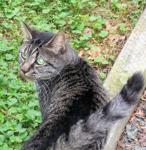 AJTyne's profile picture. Web Design & Search Engine Visibility, Pet Behavior Specialist and Freelance Writer