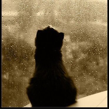 ''Drowning in a forgotten ocean of unknown names.'' |Reddish-brown tabby with grayish-brown eyes, Shecat, Single| ''You'll forget I'm there..''