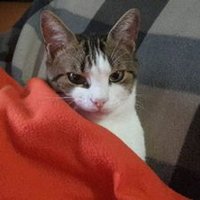 colper (@colper) 's Twitter Profile