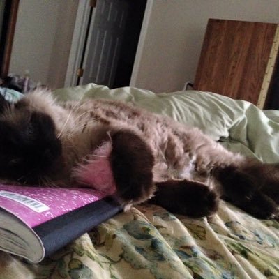 sai_riek's profile picture. 