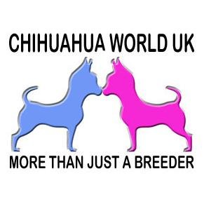 ChiWorldUK's profile picture. For everything Chihuahua with puppies in a class of their own and much more there is only one place to visit.
Teignbridge Council. 
Licence No. 18/00075/ANMBRE