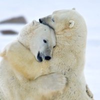 Chris (@yorkshireweaver) 's Twitter Profile