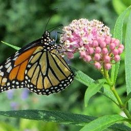 Hi! If you want to learn more about how milkweed seeds help out the environment, then follow for updates!
