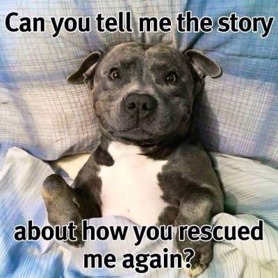 This page is dedicated to re-homing dogs which are at imminent risk of being destroyed by pounds.