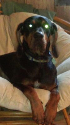 lisamarieburdi1's profile picture. 