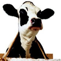 Chick-fil-A Garner (@chickfilagarner) 's Twitter Profile