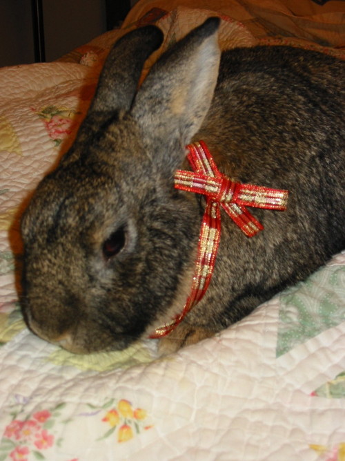 marciae's profile picture. Loves house rabbits. Loves rabbit rescue.