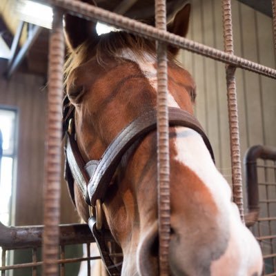 馬術部/武豊/吉原寛人/岩手競馬