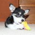 Benson Wyatt (@kdfpetlover) Twitter profile photo Benson Wyatt (@kdfpetlover) Twitter profile photo