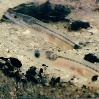 sustainable_elvers (@sustainable_eel) 's Twitter Profile