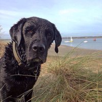 Dougal the Lab(@Dougal_the_Lab) 's Twitter Profile Photo