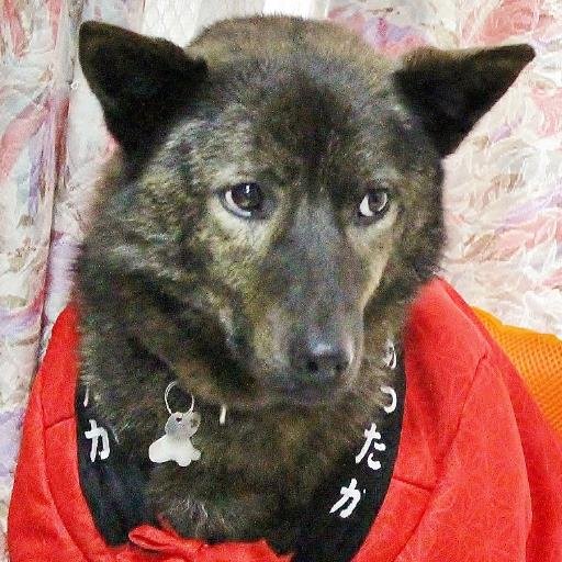 kota6o's profile picture. アイコンは甲斐犬ですが、アマチュアオーケストラでトランペット吹いている会社員です。