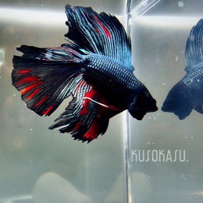 最近の熱帯魚ちゃん 赤い方 ヒータ は天国に行っちゃったけど デビル君は頑張って長生きさせたい 熱帯魚 ベタ 闘魚 写真家さんと繋がりたい Http T Co Tgcfrgkpme