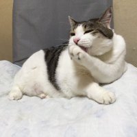 鷹 (@takatmjp) 's Twitter Profile
