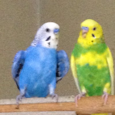 セキセイインコを2羽飼ってました。2011.10月から2016.5.29.黄色のピーちゃん雄、腺胃拡張にて死去。2011.3月生まれ、青のトリッピー雄、2022.8.1腫瘍の為、死去。