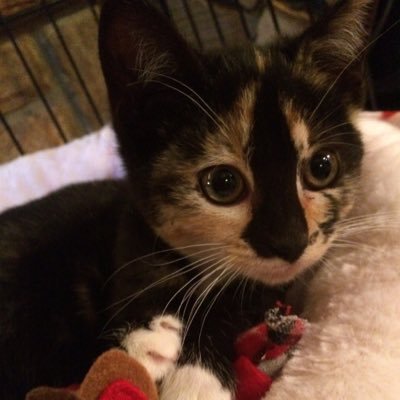 belllabooo13's profile picture. 