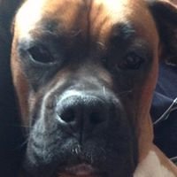 davidstewart807's profile picture. 