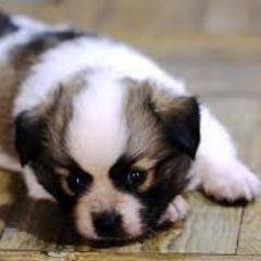 black_sun97's profile picture. Hei! 안녕하새요! Hello!