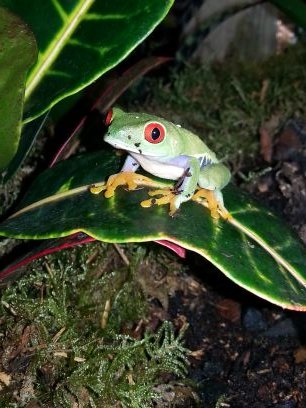 ZooMermaid's profile picture. 