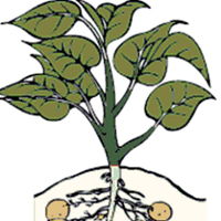 PreBasic Growers Ass (@prebasicgrowers) 's Twitter Profile