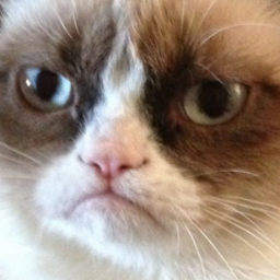 ICALLHAX's profile picture. 