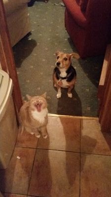 Dill the dog & his little brofur Ozzie the cat.  Tolerating each other and giving Mum some more gray hairs.