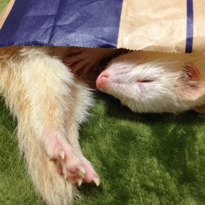 イタチとの同居生活でした。またいつか同居したい… 今はみなさんのお家のフェレットちゃんのお写真、動画でイタチを愛でさせていただいています。本当に感謝!!!