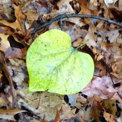 I’m just a leaf, from a tree in the forest 🌳 Tell Me More.. #PeaceBeWithYou 🙏🏻🧘🏻♀️✨🌈☀️🌱❤️ #YouDontKnowHowItFeels #TomPetty #Phish ✌🏻#DontScareEasy #IAm