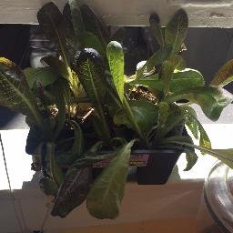 CalGarduino's profile picture. for a class at the # 1 public university in the world