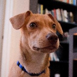 NatAllard's profile picture. Nothing special to put here. I love my dog, my family, and my country. I also love pizza but not as much as the other three.