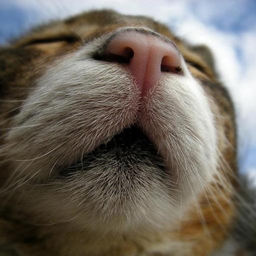 mgurung's profile picture. のんびりつぶやいています。