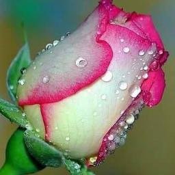 shelva1502raj's profile picture. 