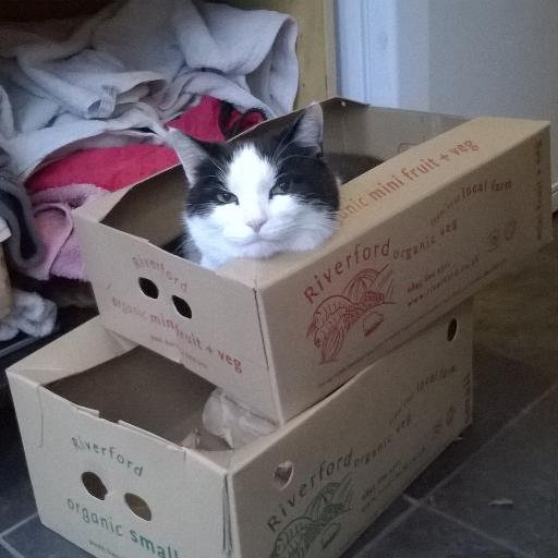 SeanJacko's profile picture. Former cat. Bored of Twitter