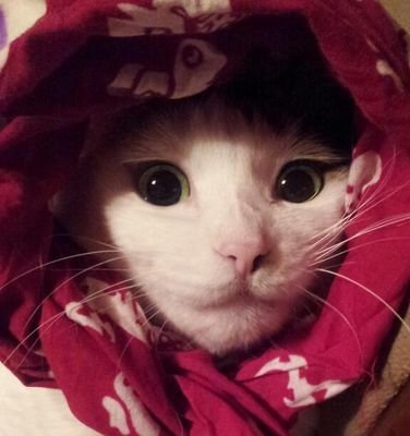 chikokanna's profile picture. I'm a GLAMBERT. Love Adam Lambert.
MUSIC MUSIC MUSIC🎵🎶🎵