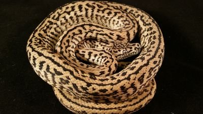 nrg_reptiles's profile picture. 