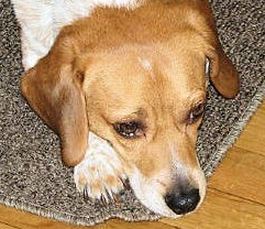 bookmarc's profile picture. I am an online journalist specializing in social issues and a interactivity expert.