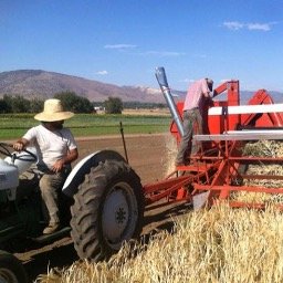 We're from Linda Vista Ranch Specialities in Tehachapi, and we're trying to raise money to create a grain hub for growing heritage grains.