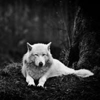 qiannianjiliao's profile picture. 