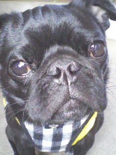 babyblackjAm's profile picture. スタコラサッサ。