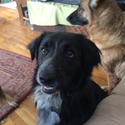 MsWilsonSci's profile picture. Science teacher at Nipmuc High School. Anatomy and Physiology, (freshman) Biology, AP Biology, and Engineering Solutions for Disease.