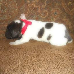 lovewobbles1's profile picture. 