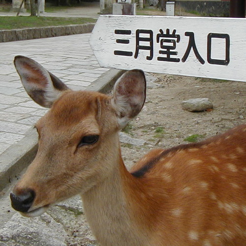 HIROCHI(トナカイ派)さんのプロフィール画像